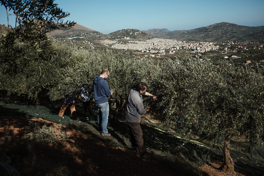 Daniel und Gaetano sammeln die Oliven von unserem hoteleigenen Olivenöl