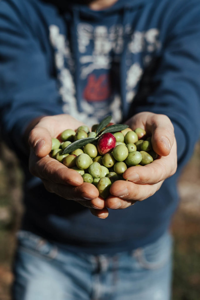 Nahaufnahme von zwei Händen, gefüllt mit frisch geernteten Oliven
