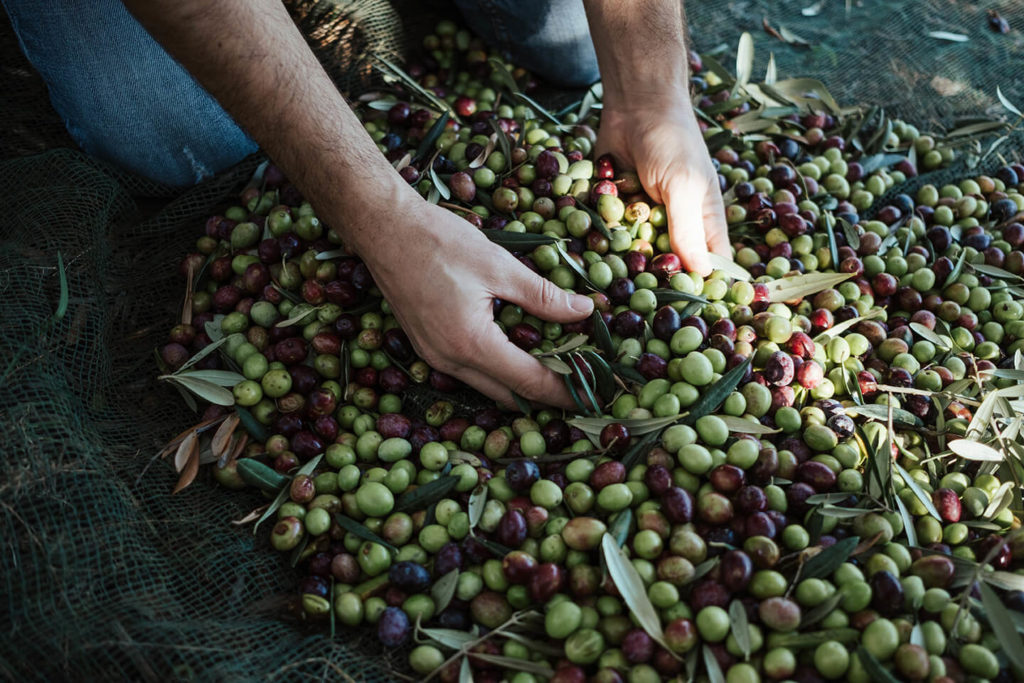 Ein Haufen frisch geernteter Oliven, zwei Hände wühlen darin