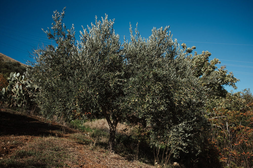 Einer der vielen Olivenbäume für unser hoteleigenes Olivenöl