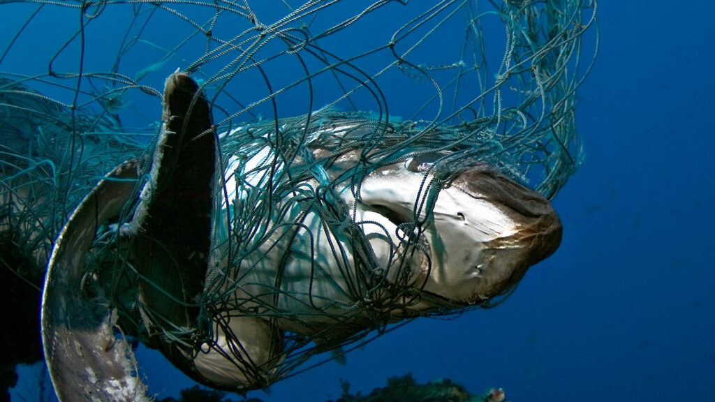 Ein Haifisch verfängt sich im Geisternetz. Aus diesen Netzen entsteht unser Teppichboden aus Plastikflaschen und Geisternetzen.